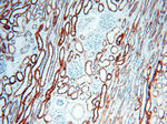 PNPT1 Antibody in Immunohistochemistry (Paraffin) (IHC (P))