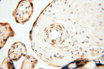 PNPT1 Antibody in Immunohistochemistry (Paraffin) (IHC (P))