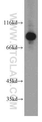 PNPT1 Antibody in Western Blot (WB)