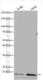 HBXIP Antibody in Western Blot (WB)
