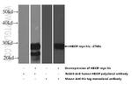 HBXIP Antibody in Western Blot (WB)