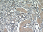 Gastrokine 1 Antibody in Immunohistochemistry (Paraffin) (IHC (P))