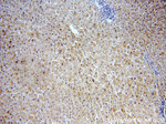 C9orf78 Antibody in Immunohistochemistry (Paraffin) (IHC (P))