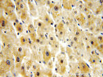 C9orf78 Antibody in Immunohistochemistry (Paraffin) (IHC (P))