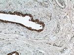 C9orf78 Antibody in Immunohistochemistry (Paraffin) (IHC (P))