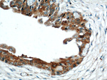C9orf78 Antibody in Immunohistochemistry (Paraffin) (IHC (P))