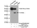 C9orf78 Antibody in Immunoprecipitation (IP)