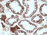 PRM2 Antibody in Immunohistochemistry (Paraffin) (IHC (P))