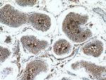 PRM2 Antibody in Immunohistochemistry (Paraffin) (IHC (P))