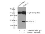 GSTM5 Antibody in Immunoprecipitation (IP)