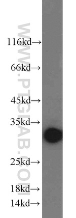 14-3-3 Antibody in Western Blot (WB)