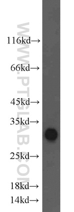 14-3-3 Antibody in Western Blot (WB)