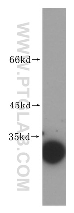 14-3-3 Antibody in Western Blot (WB)