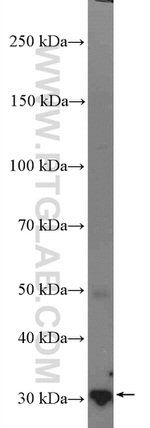 14-3-3 Antibody in Western Blot (WB)