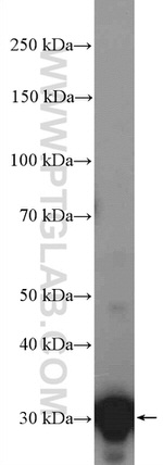 14-3-3 Antibody in Western Blot (WB)