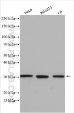 14-3-3 Antibody in Western Blot (WB)