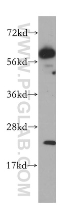 CROP Antibody in Western Blot (WB)