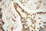 CROP Antibody in Immunohistochemistry (Paraffin) (IHC (P))