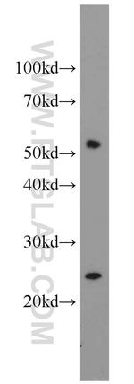 CROP Antibody in Western Blot (WB)