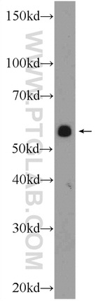 NR1D1 Antibody in Western Blot (WB)