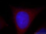 UBL4B Antibody in Immunocytochemistry (ICC/IF)