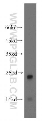 UBL4B Antibody in Western Blot (WB)