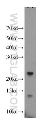 UBL4B Antibody in Western Blot (WB)