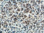 PTPN5 Antibody in Immunohistochemistry (Paraffin) (IHC (P))