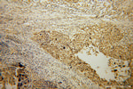 CARD8 Antibody in Immunohistochemistry (Paraffin) (IHC (P))