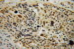 CARD8 Antibody in Immunohistochemistry (Paraffin) (IHC (P))