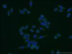 ENSA Antibody in Immunocytochemistry (ICC/IF)