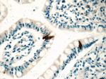ENSA Antibody in Immunohistochemistry (Paraffin) (IHC (P))