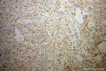TCF7L1 Antibody in Immunohistochemistry (Paraffin) (IHC (P))