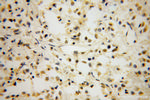 TCF7L1 Antibody in Immunohistochemistry (Paraffin) (IHC (P))