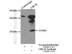 UBC12 Antibody in Immunoprecipitation (IP)