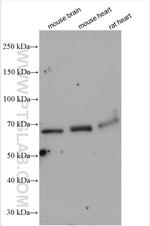 CRMP2 Antibody in Western Blot (WB)