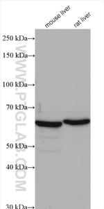 ACADVL Antibody in Western Blot (WB)