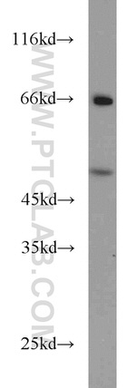 RELT Antibody in Western Blot (WB)
