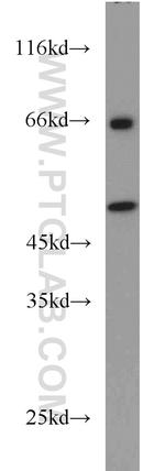RELT Antibody in Western Blot (WB)