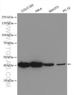 LAMR1/RPSA Antibody in Western Blot (WB)