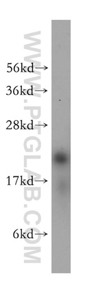RPL12 Antibody in Western Blot (WB)