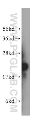 RPL12 Antibody in Western Blot (WB)