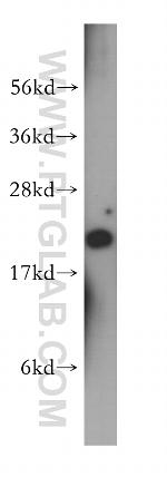 RPL12 Antibody in Western Blot (WB)