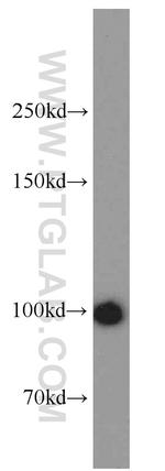 MLL5 Antibody in Western Blot (WB)