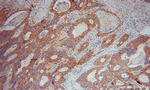 RBP7 Antibody in Immunohistochemistry (Paraffin) (IHC (P))