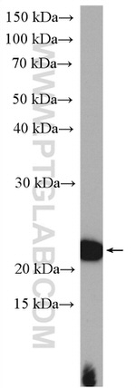 LZIC Antibody in Western Blot (WB)