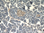 CLIC1 Antibody in Immunohistochemistry (Paraffin) (IHC (P))