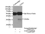 CLIC1 Antibody in Immunoprecipitation (IP)