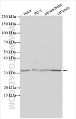 LDHC Antibody in Western Blot (WB)