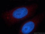 ARFIP2 Antibody in Immunocytochemistry (ICC/IF)
